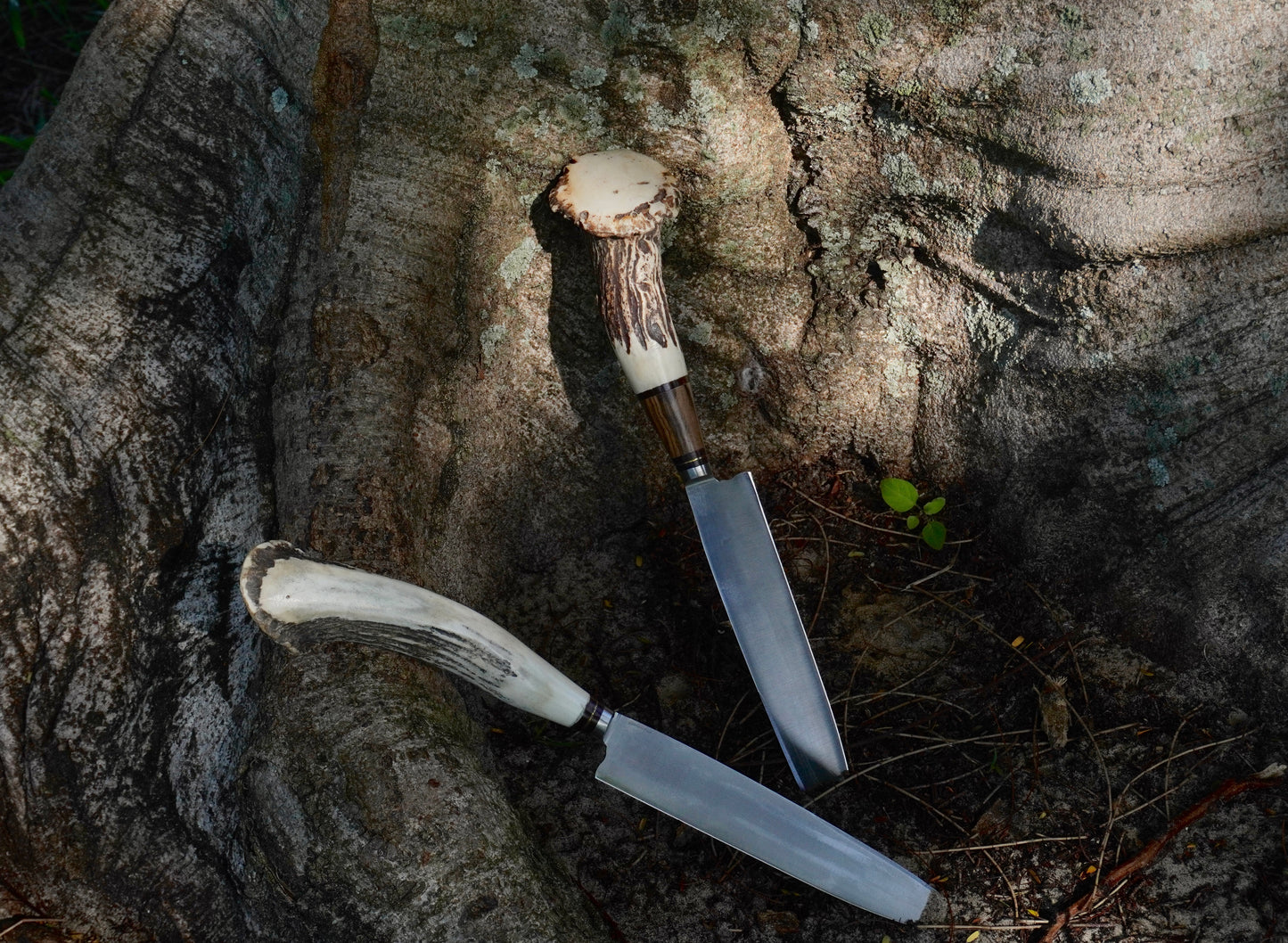 Rosette Stag Horn 20 cm