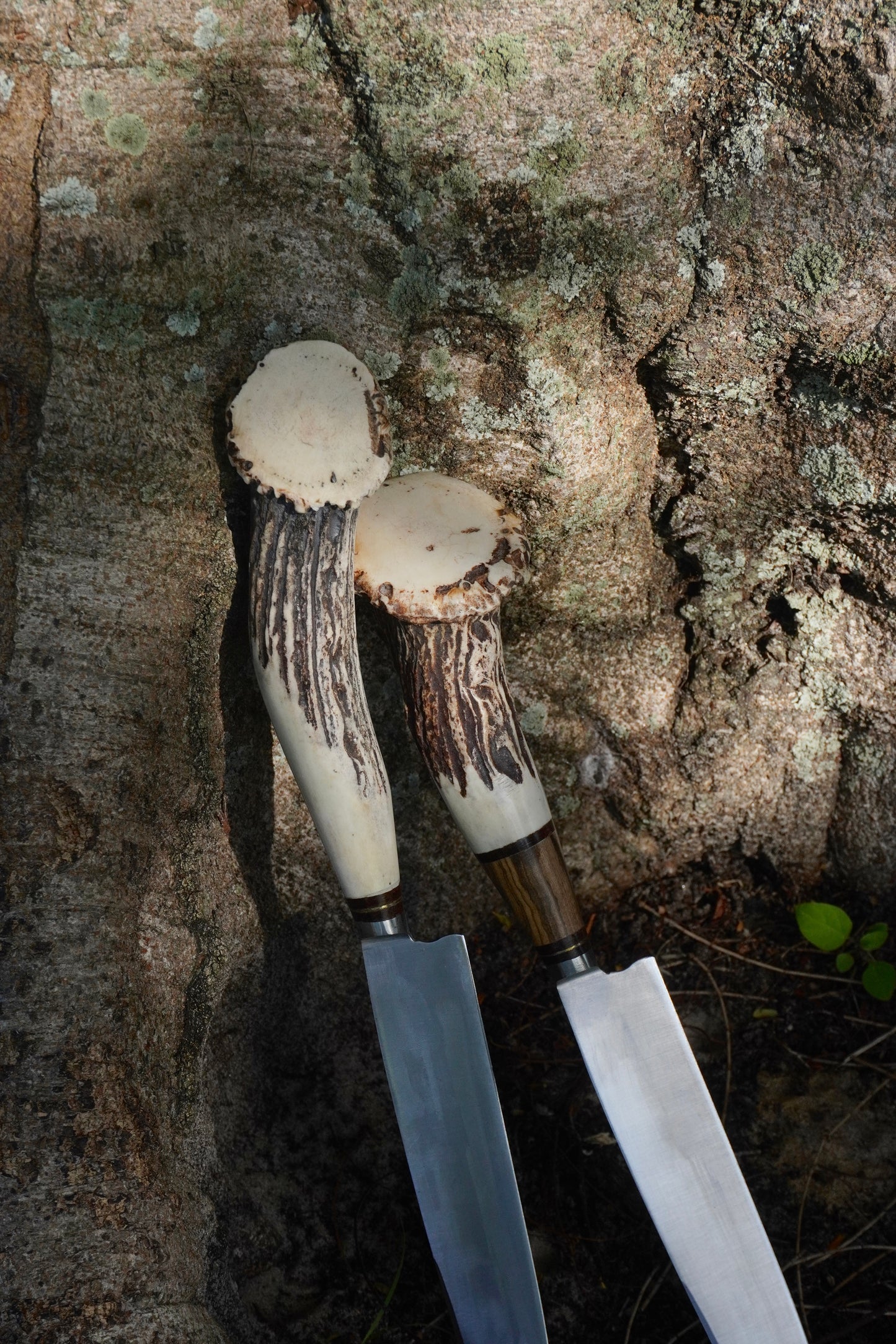 Rosette Stag Horn 20 cm