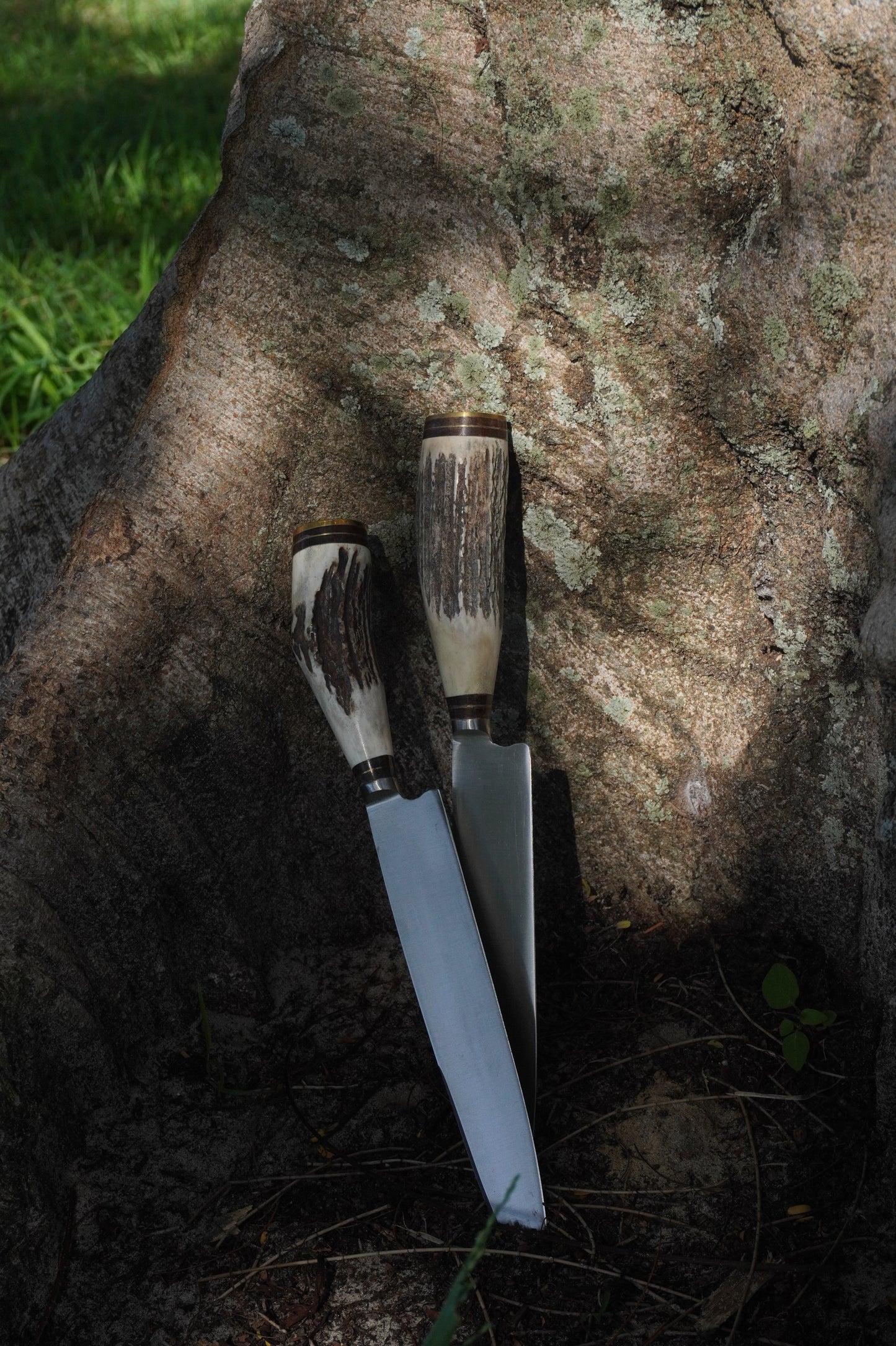 Stag Horn 20cm